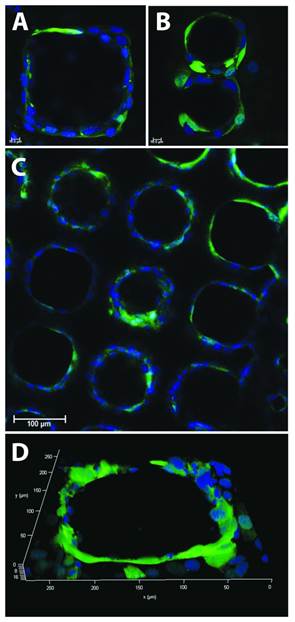 VascMembrane